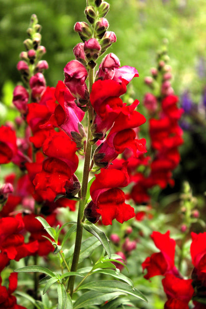 250 Ruby Red Snapdragon (Antirrhinum Majus) Seeds
