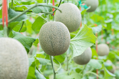 Rocky Ford Green Flesh Cantaloupe (Cucumis melo) Seeds – 75 ct