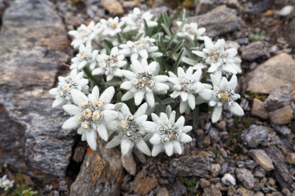 50 Edelweiss (Leontopodium Alpinum) Seeds