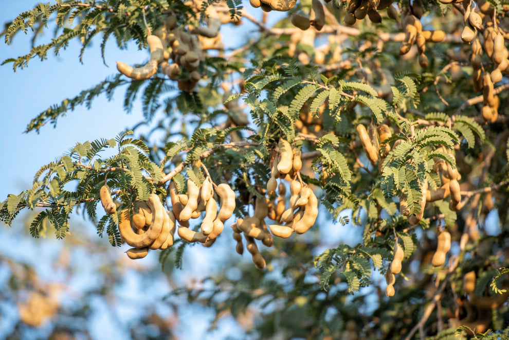 5 TAMARIND FRUIT TREE Tamarindus Indica Bean Pod Legume Seeds – Haven Herbs