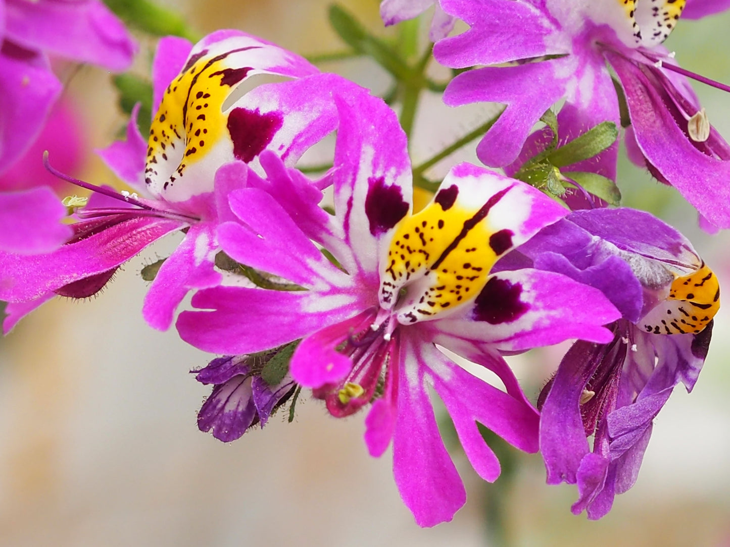 200 Butterfly Orchid (Schizanthus Wisetonensis) Seeds