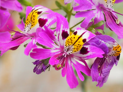 200 Butterfly Orchid (Schizanthus Wisetonensis) Seeds