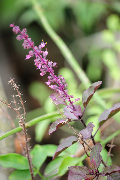 200 Purple Krishna Tulsi/Holy Basil (Ocimum Sanctum Tenuiflorum) Seeds