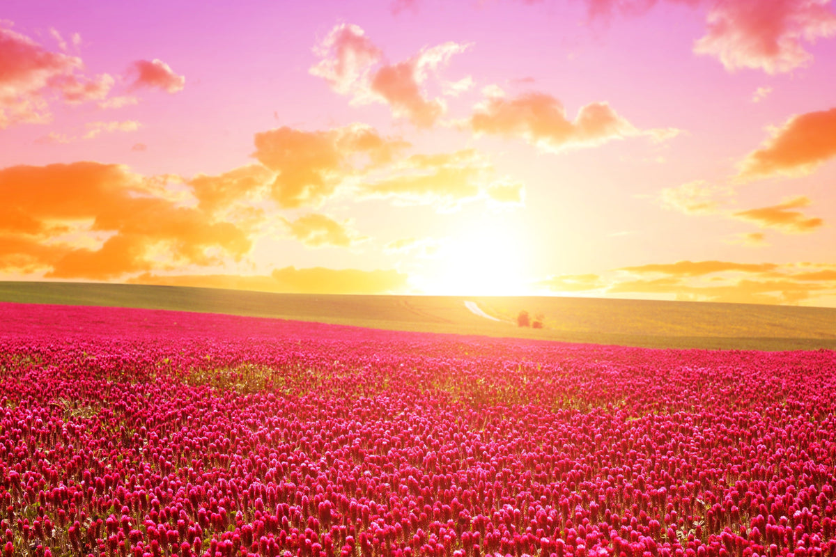 Crimson Clover (Trifolium incarnatum) Seeds – 3,000 ct