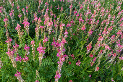 True Indigo (Indigofera tinctoria) Seeds – 50 ct
