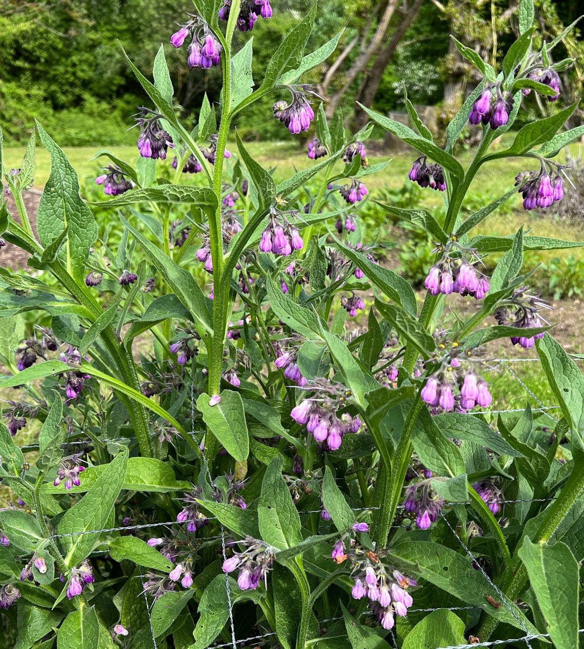 10 TRUE COMFREY Comphrey Symphytum Officinale Herb Seeds Purple Flowers