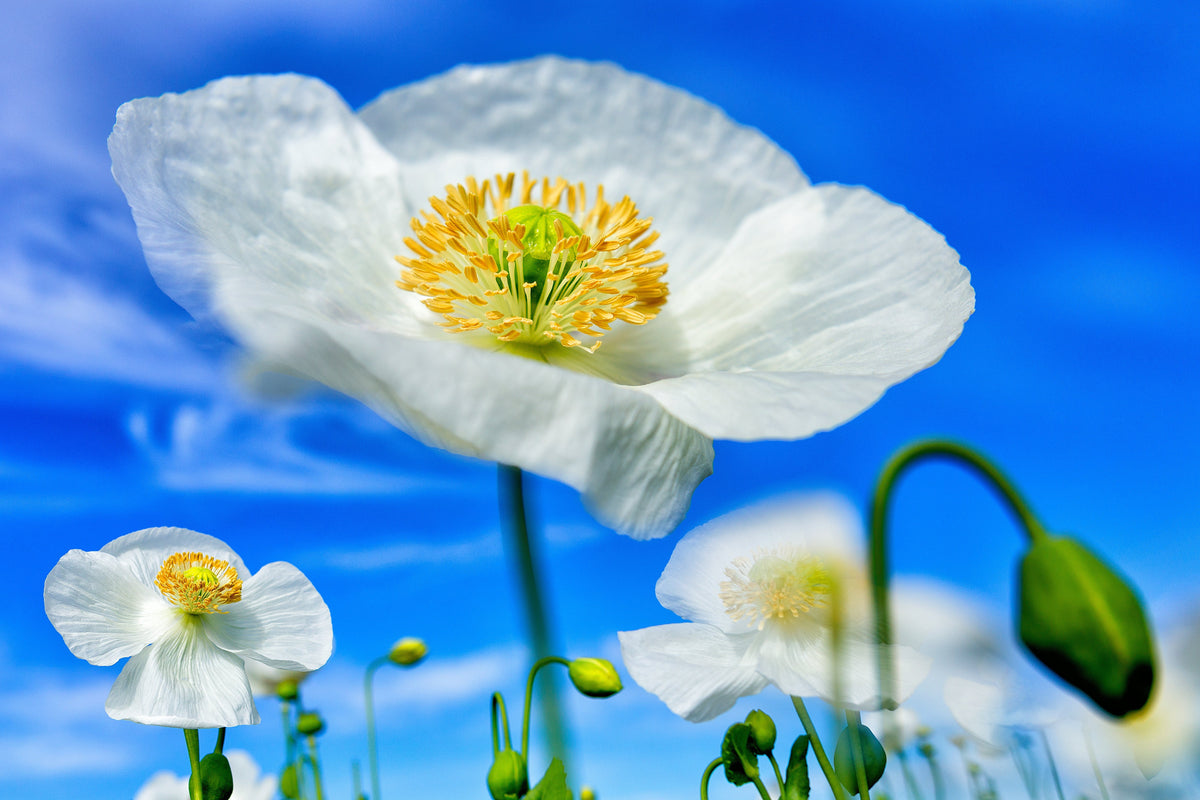 Persian White Poppy (Papaver somniferum) Seeds – 250 ct