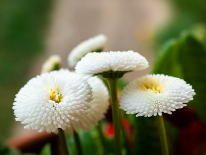 Dwarf White English Daisy (Bellis perennis) Seeds – 500 ct