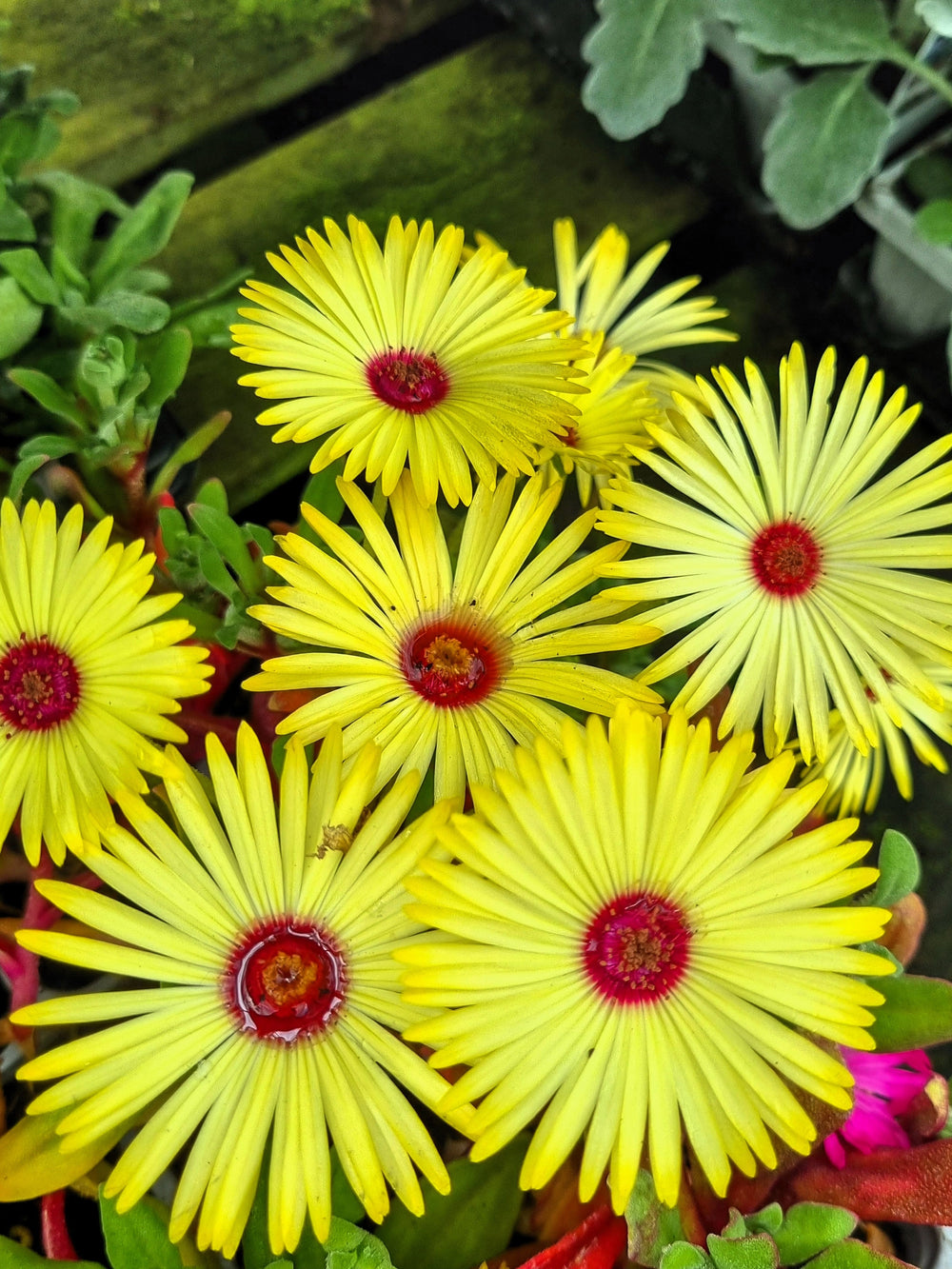100 Gelato Yellow Ice Plant (Dorotheanthus Bellidiformis) Seeds