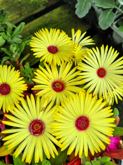100 Gelato Yellow Ice Plant (Dorotheanthus Bellidiformis) Seeds