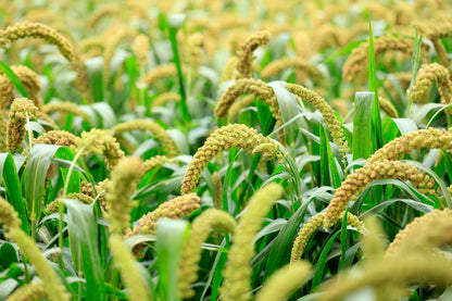 100 FOXTAIL MILLET Setaria Italica Ornamental Grass Flower Seeds