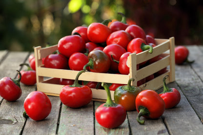 100 Sweet Lesya Cherry Pepper (Capsicum Annuum) Seeds