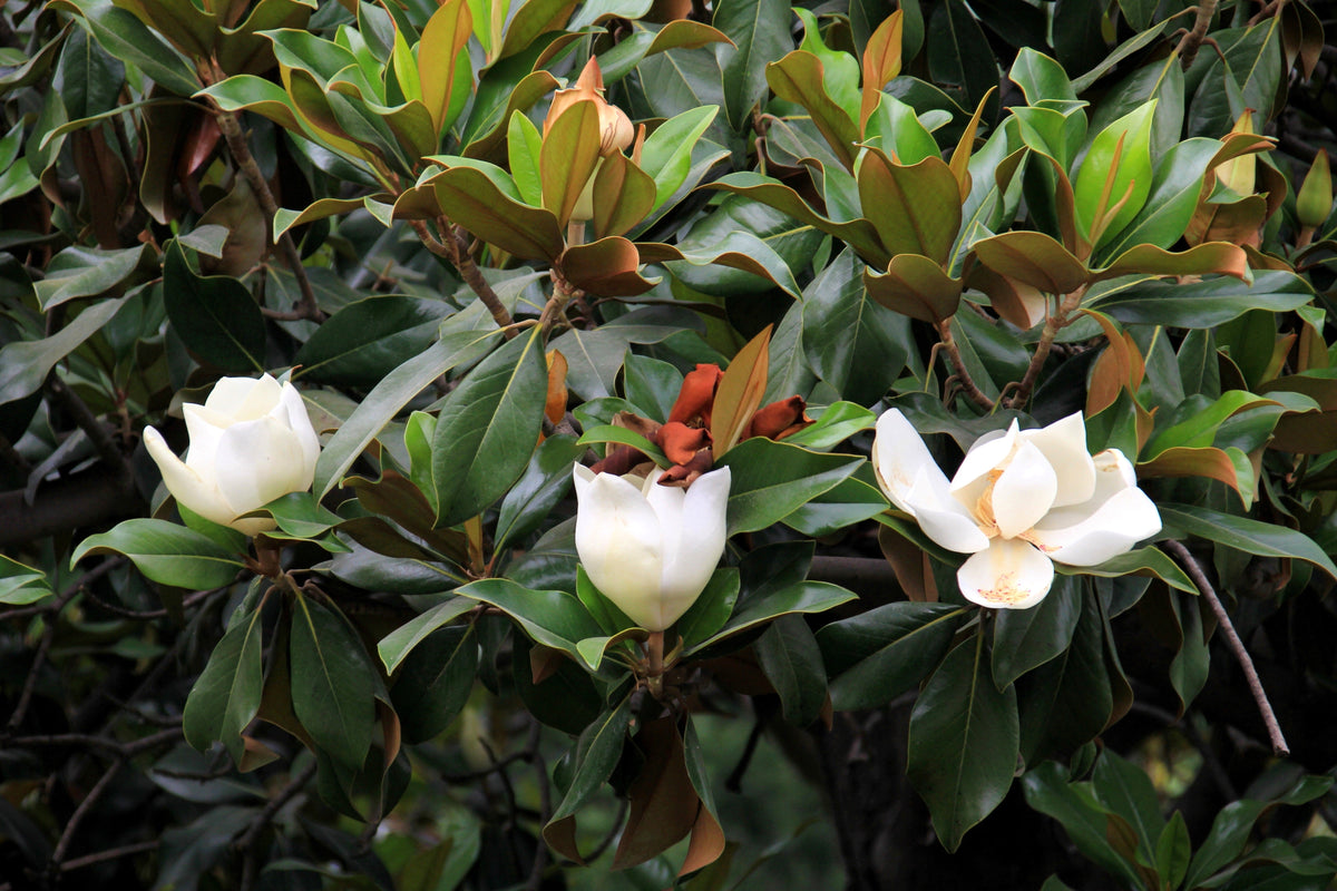10 SOUTHERN MAGNOLIA TREE 12" White Flowers Native Grandiflora Bull Bay Seeds