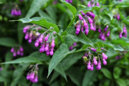 True Comfrey (Symphytum officinale) Seeds – 10 ct