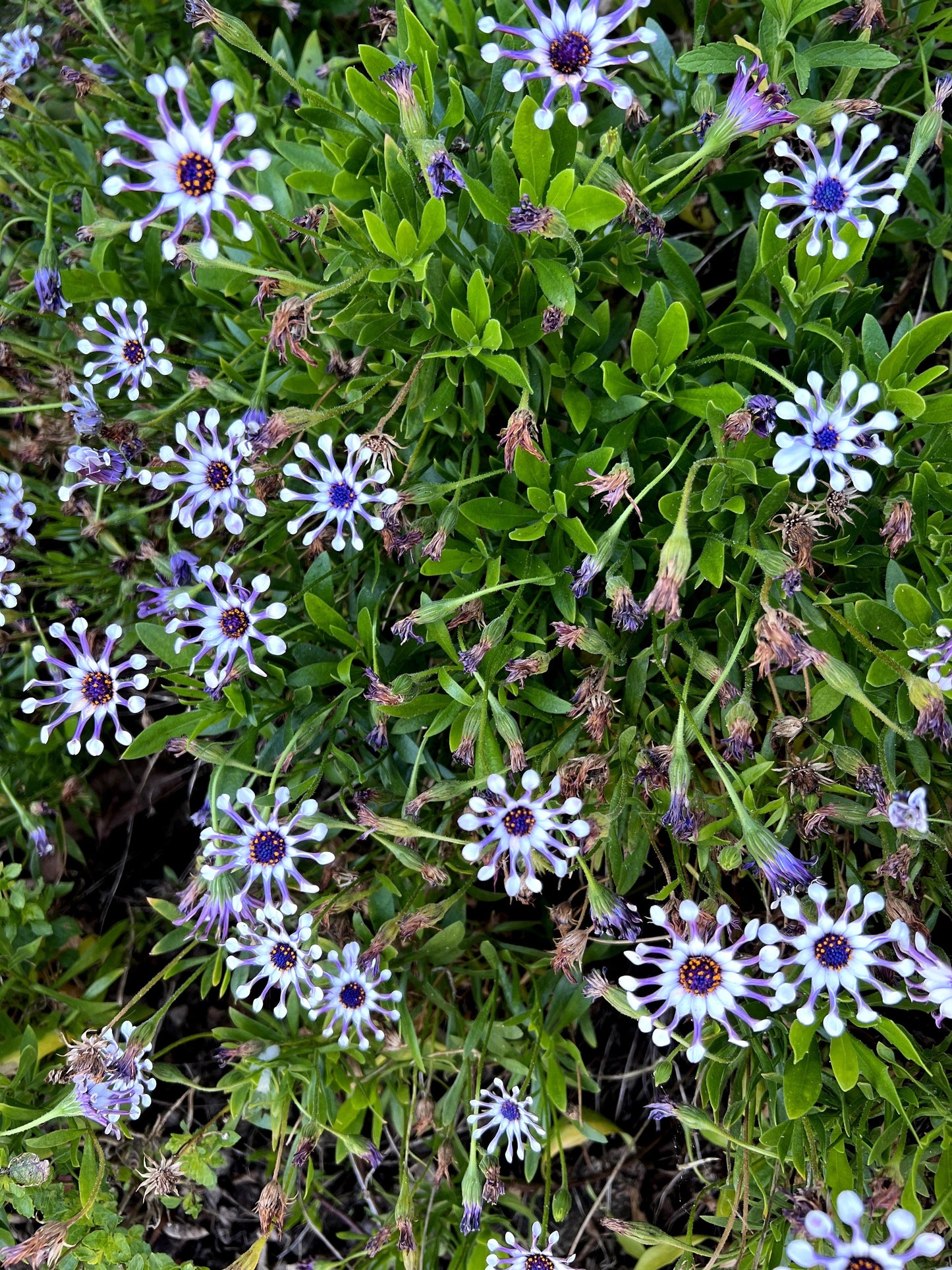 5 Whirligig Osteospermum (Osteospermum Fruticosum) Seeds