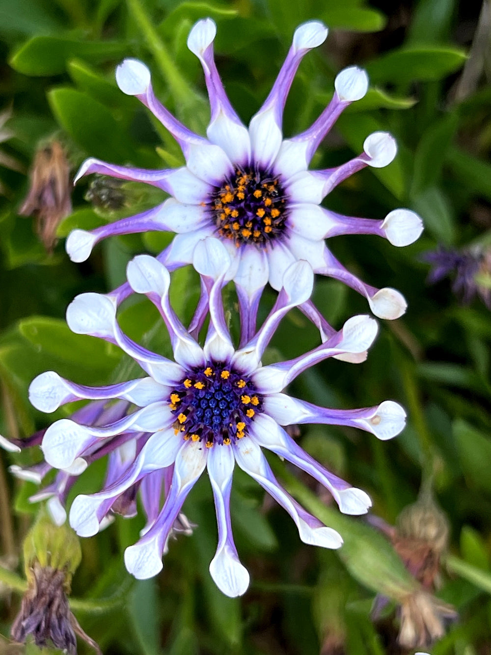 5 Whirligig Osteospermum (Osteospermum Fruticosum) Seeds