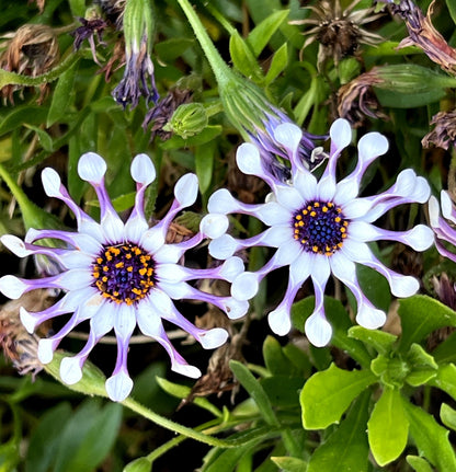 5 Whirligig Osteospermum (Osteospermum Fruticosum) Seeds