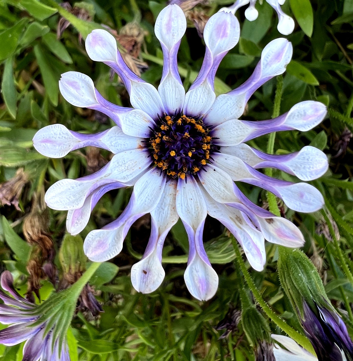 5 Whirligig Osteospermum (Osteospermum Fruticosum) Seeds