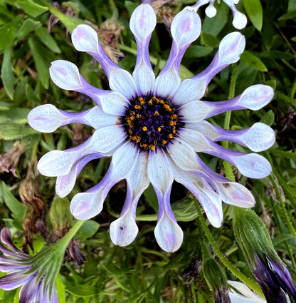 5 Whirligig Osteospermum (Osteospermum Fruticosum) Seeds