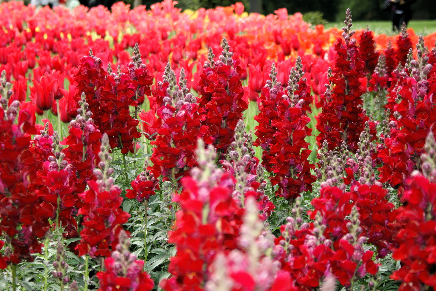 250 Ruby Red Snapdragon (Antirrhinum Majus) Seeds