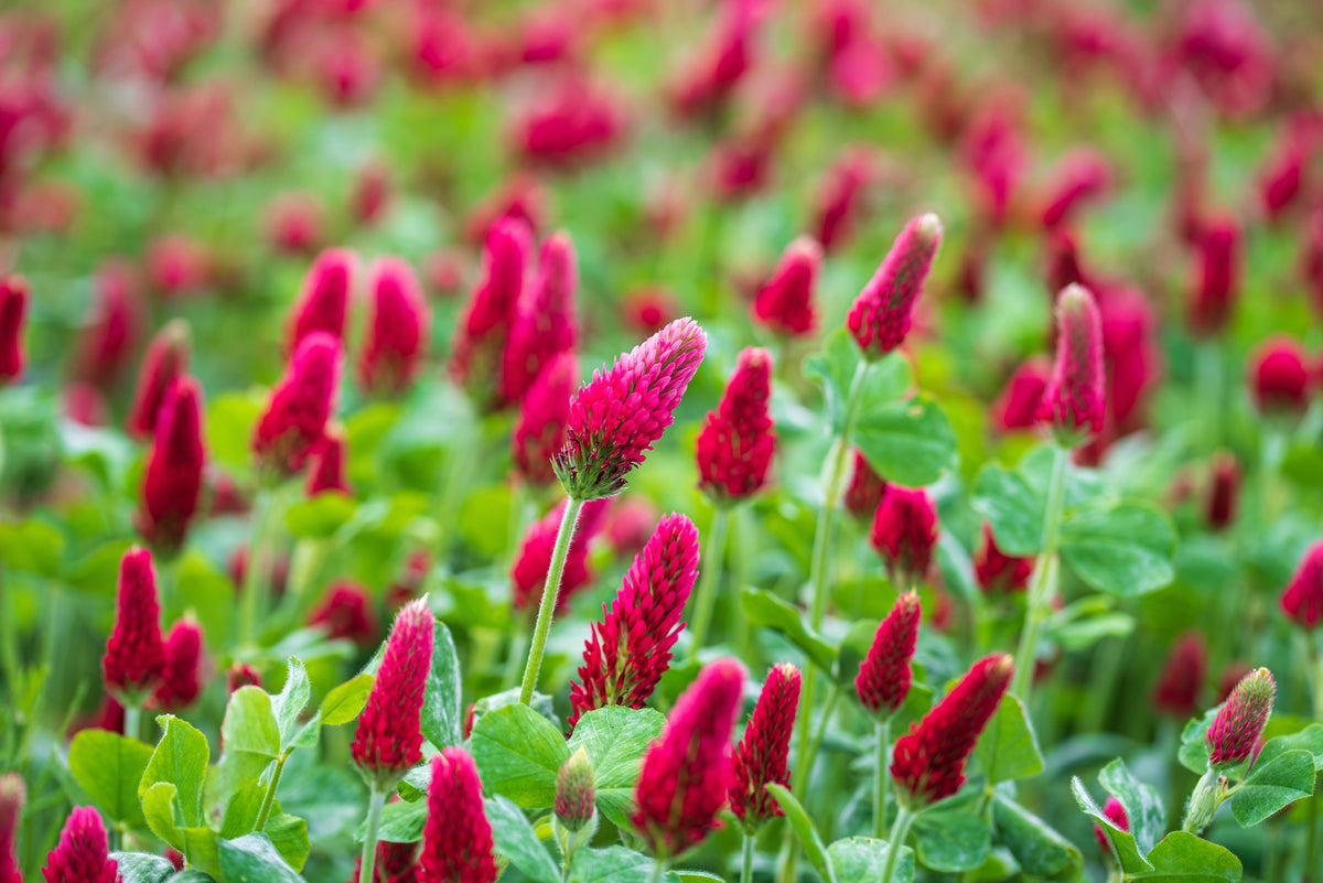 Crimson Clover (Trifolium incarnatum) Seeds – 3,000 ct