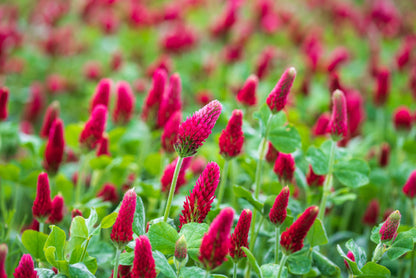 Crimson Clover (Trifolium incarnatum) Seeds – 3,000 ct
