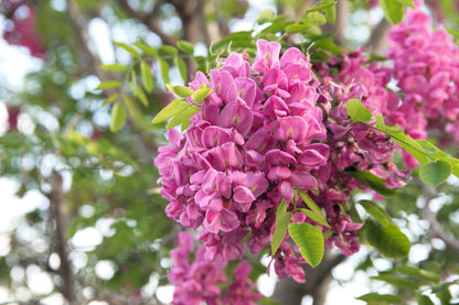 Rose Locust (Robinia hispida) Seeds – 15 ct
