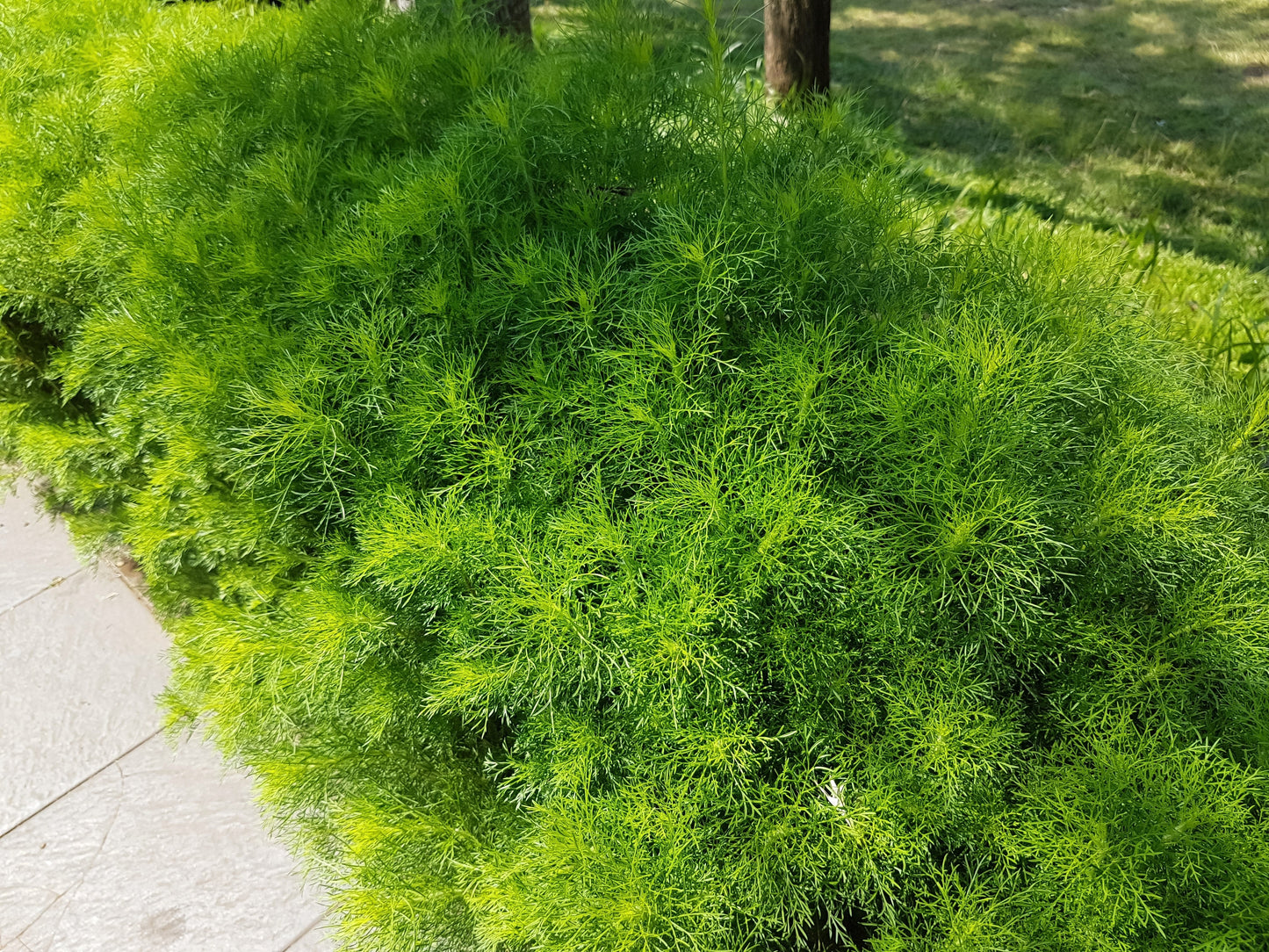 1000 Long Island Mammoth Dill (Anethum Graveolens) Seeds