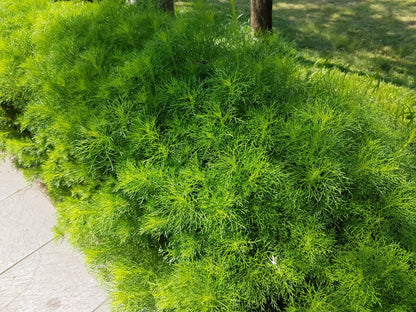 1000 Long Island Mammoth Dill (Anethum Graveolens) Seeds