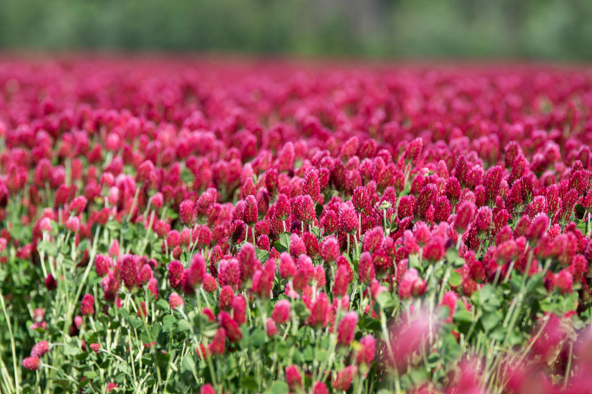 Crimson Clover (Trifolium incarnatum) Seeds – 3,000 ct