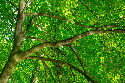American Elm (Ulmus americana) Seeds – 25 ct