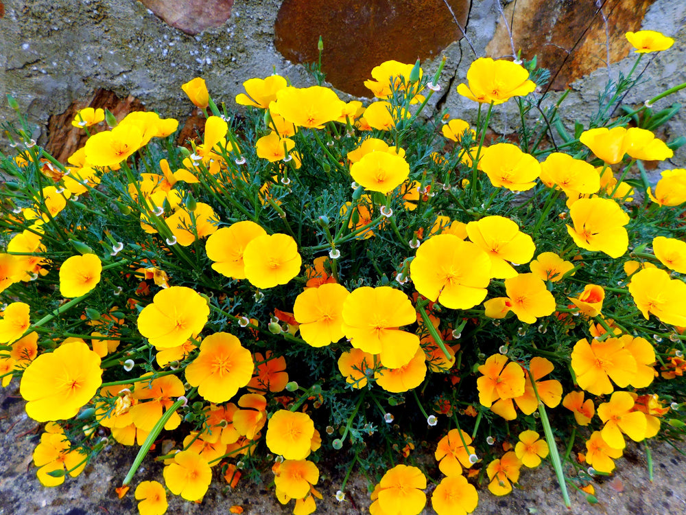 1000 Dwarf Yellow California Poppy (Eschscholzia Caespitosa) Seeds