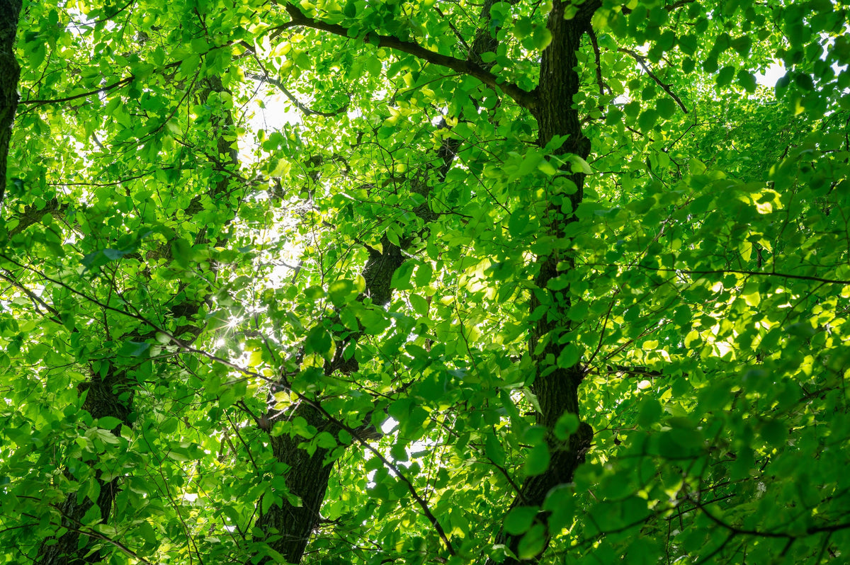 American Elm (Ulmus americana) Seeds – 25 ct