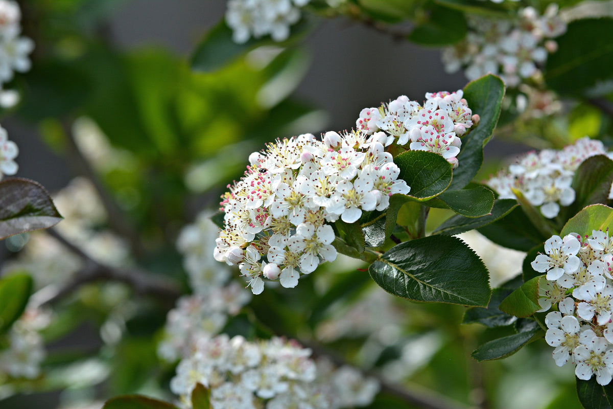 Red Chokeberry (Aronia arbutifolia) Seeds – 50 ct