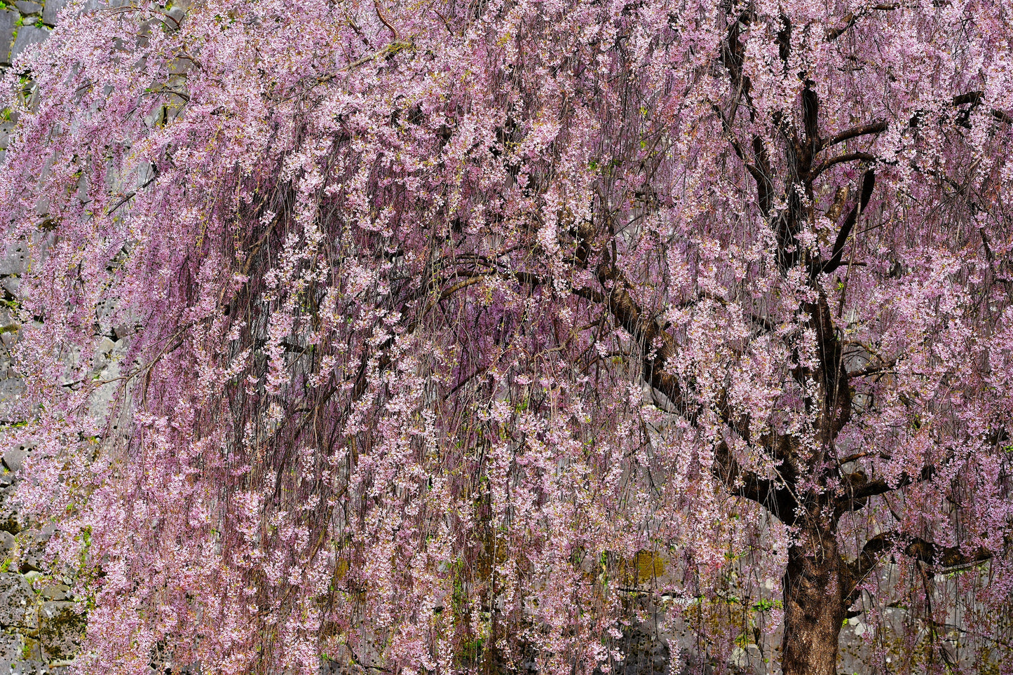 10 Weeping Higan Cherry Tree (Prunus Subhirtella Pendula) Seeds