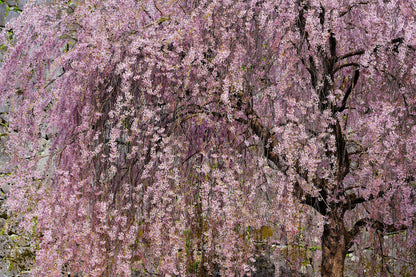 10 Weeping Higan Cherry Tree (Prunus Subhirtella Pendula) Seeds