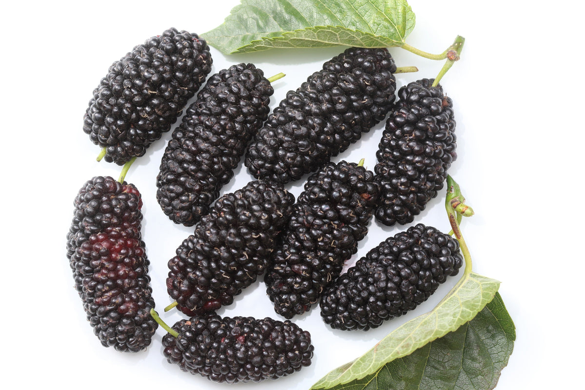 Red Mulberry (Morus rubra) Seeds – 15 ct