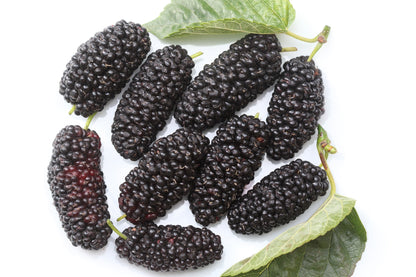 Red Mulberry (Morus rubra) Seeds – 15 ct
