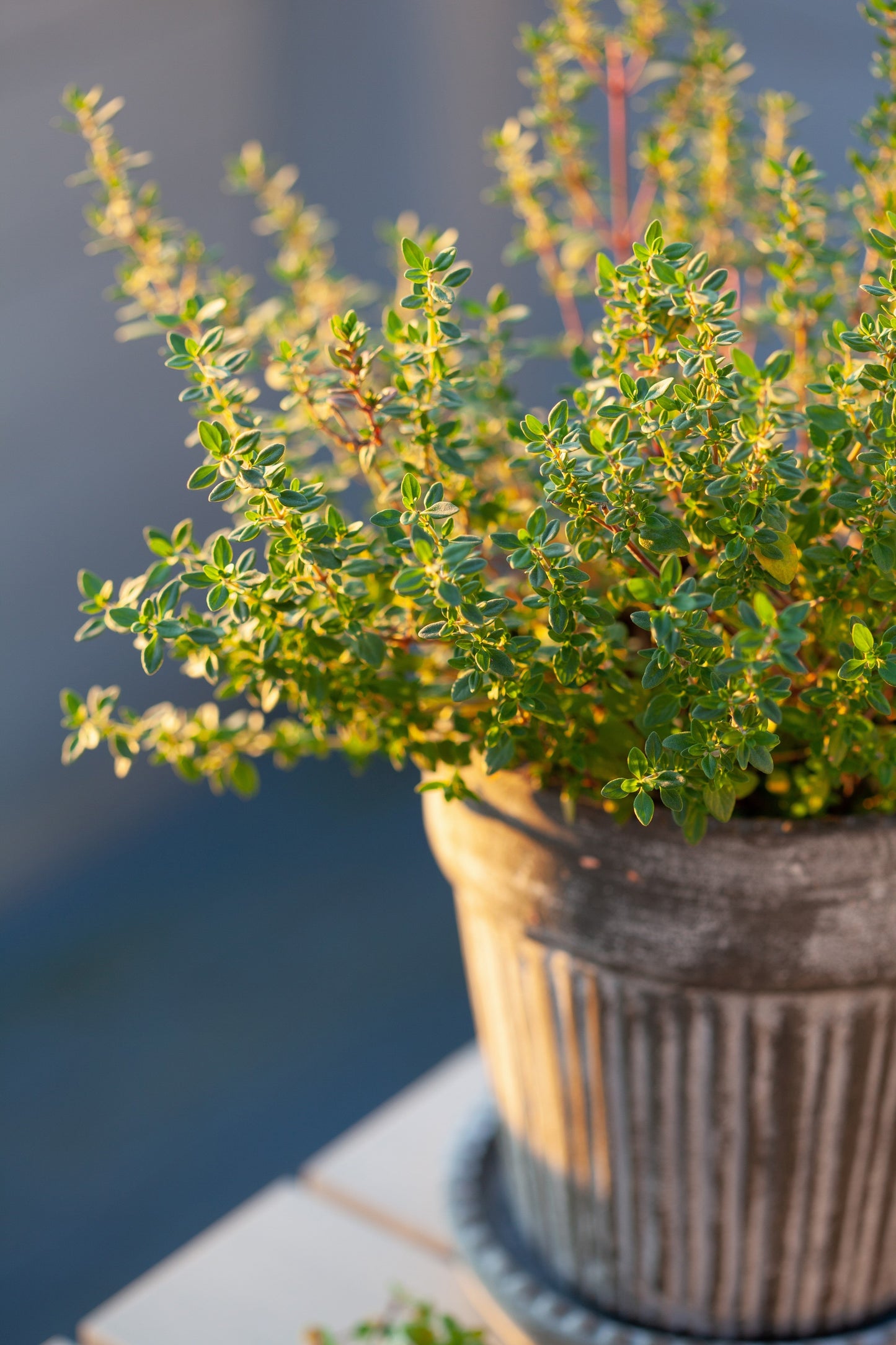 30 Orange Thyme Orangelo (Thymus Vulgaris Fragrantissimus) Seeds