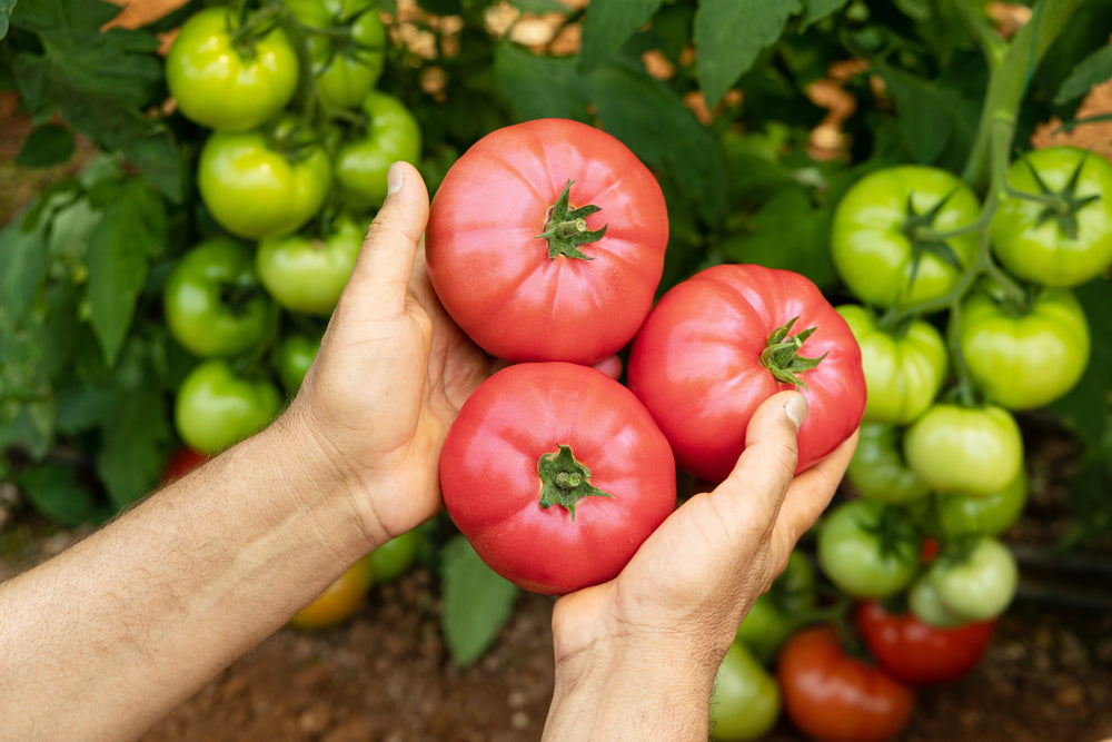 200 Pink Ponderosa Tomato (Lycopersicon) Seeds
