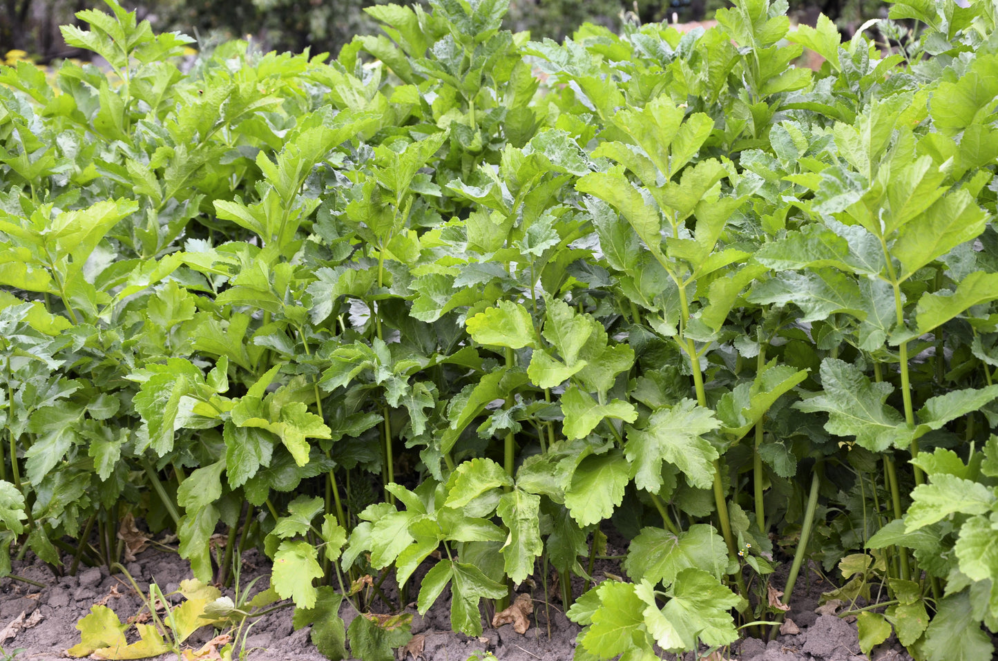 1000 All American Parsnip (Pastinaca Sativa) Seeds