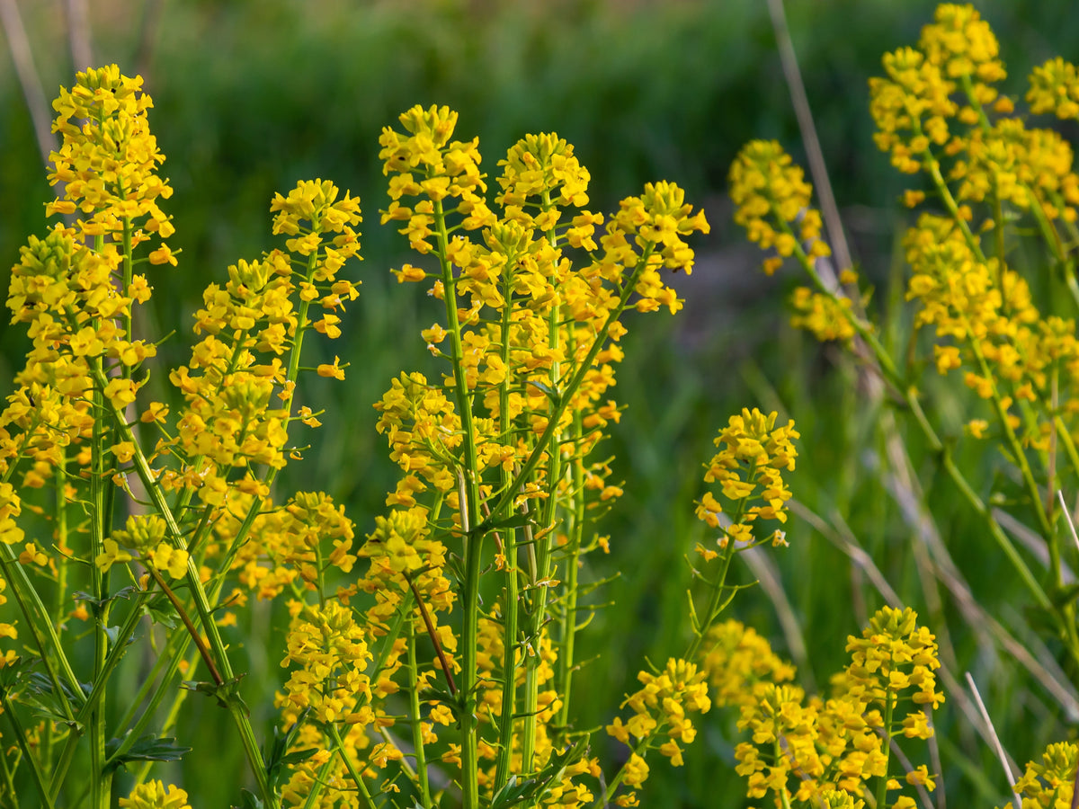 1500 UPLAND CRESS American Land Cress Barbarea Verna Creasy Vegetable Herb Seeds