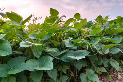 50 Organic  Small Red Bean  (Phaseolus Vulgaris) Seeds