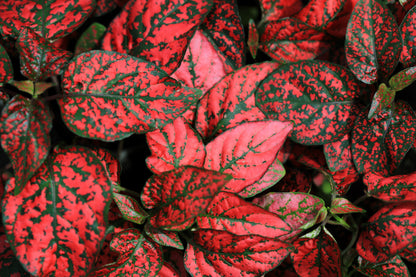10 Dwarf RED POLKA DOT PLANT Splash Select Hypoestes Phyllostachya Flower Houseplant Seeds