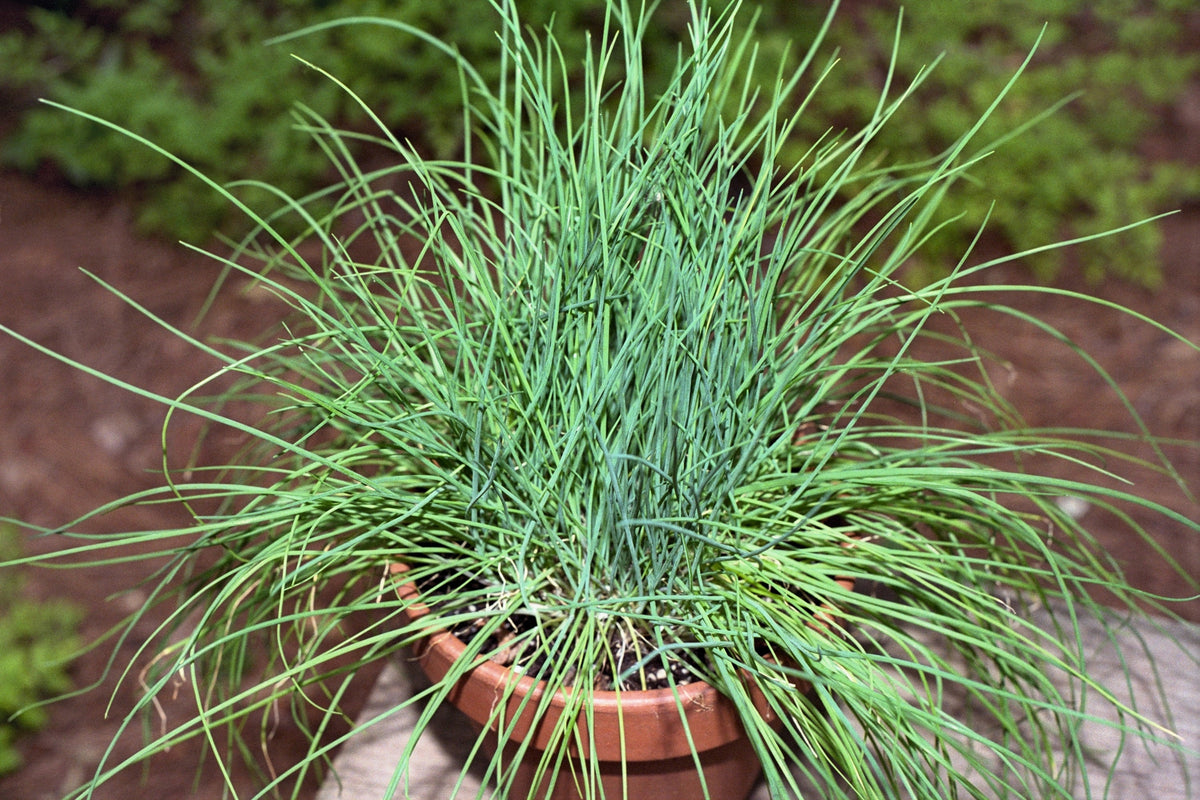 Chives (Allium schoenoprasum) Seeds – 500 ct