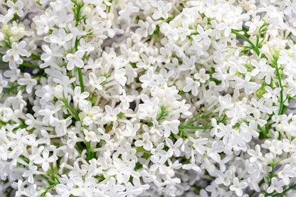 20 White Tree Lilac (Syringa Pekinensis) Seeds
