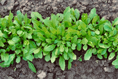 Roquette Arugula (Eruca vesicaria sativa) Seeds – 2,000 ct
