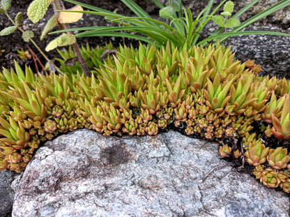 50 Rock Pine (Orostachys Japonica) Seeds