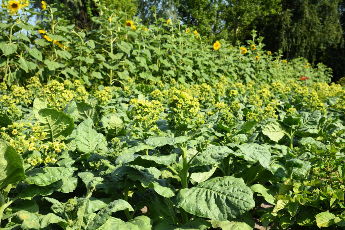Aztec Tobacco (Nicotiana rustica) Seeds – 250 ct