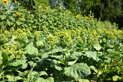 Aztec Tobacco (Nicotiana rustica) Seeds – 250 ct